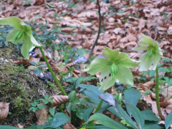 Helleborus, czyli ciemiernik