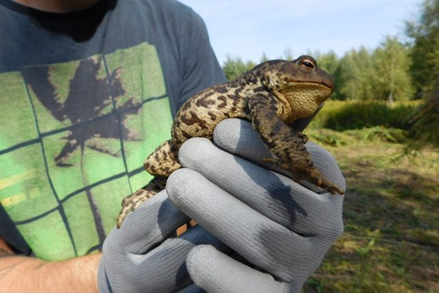 Wolontariusze mają szanse na bliskie spotkania z przyrodą 